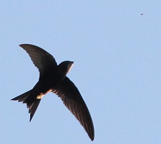 Mauersegler faengt Insekt